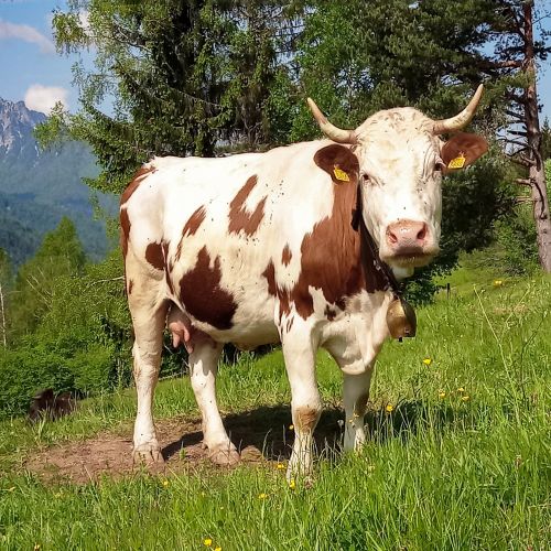 V občini Krško potrdili bolezen modrikastega jezika pri prežvekovalcih