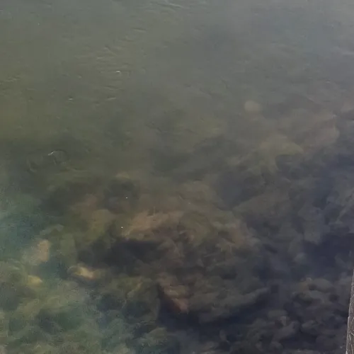 Sava pod HE Medvode je onesnažena