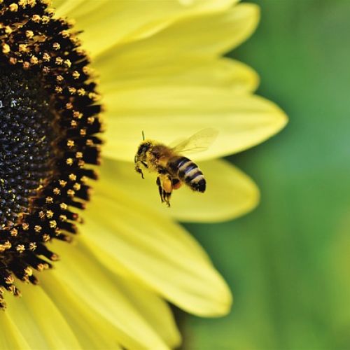 bee-4475324_640.jpg
