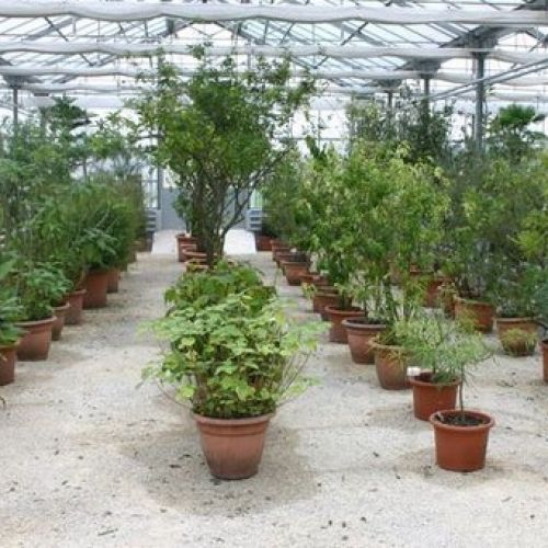 botanicni-vrt-rastlinjak.jpg