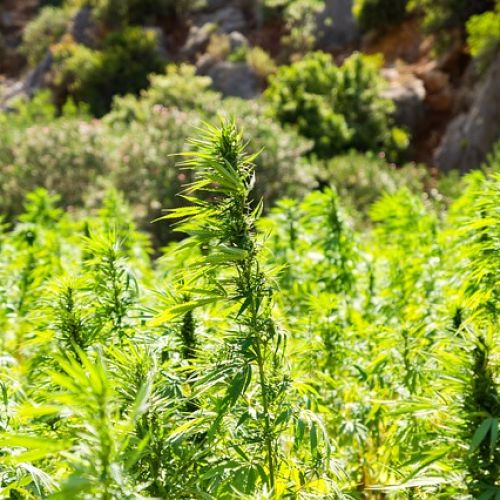 cannabis-2773112_640.jpg