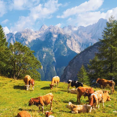 Obstoj gorskih kmetij je ogrožen, sredstva le za peščico