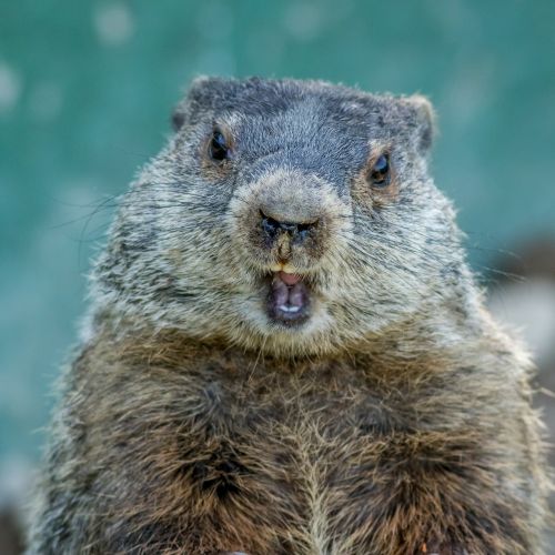 groundhog-svizec.jpg
