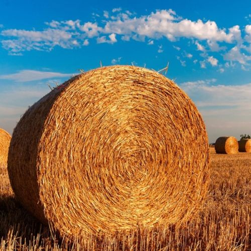 kmetovanje.jpg