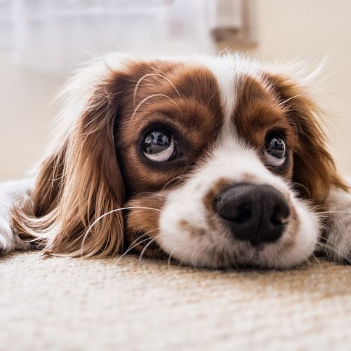 pxugv_puppy-2785074-1280.jpg