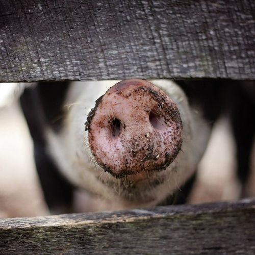 pig-1867180_960_720.jpg