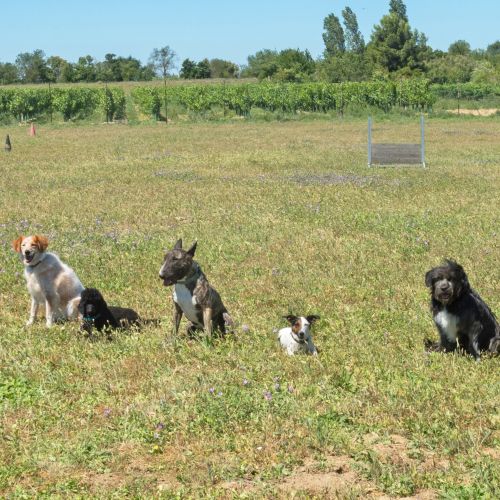 »Dobri« državljani so poslušni in vodljivi