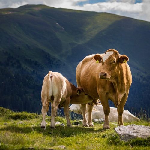 q9ply_cow-4352623-1280.jpg