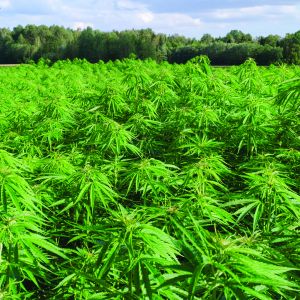 marihuana, referendum